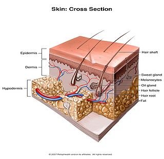 Skin cross section.jpg