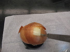 Onionprep 3.jpg