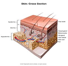 Skin cross section.jpg